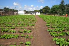 prison-veg.garden-4